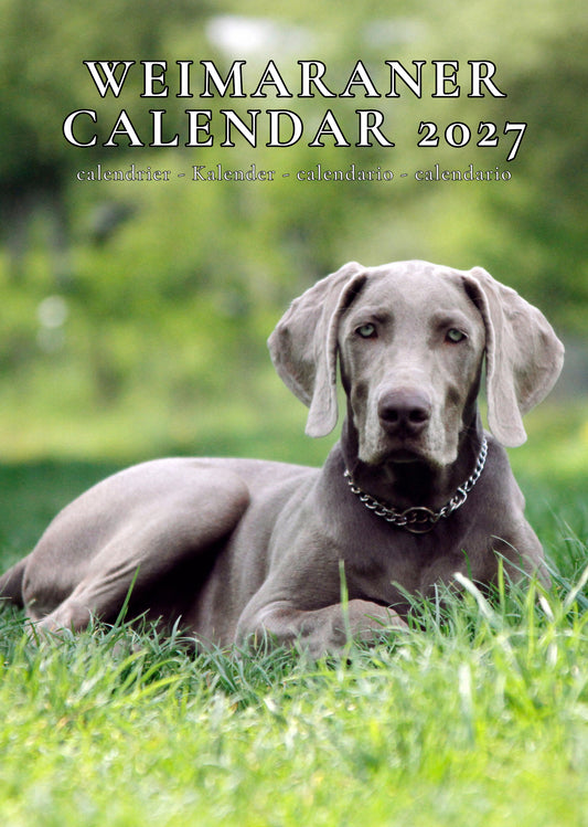 Weimaraner Dog Calendar 2027 – M-PRA Range
